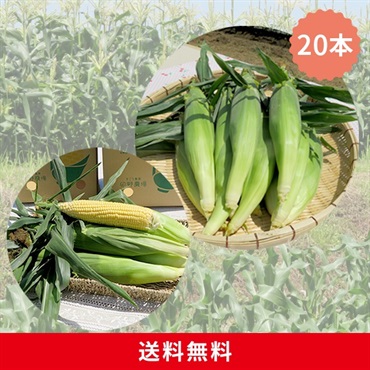 朝採れとうもろこし 20本セット