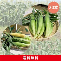 【送料無料】朝採れとうもろこし 20本セット