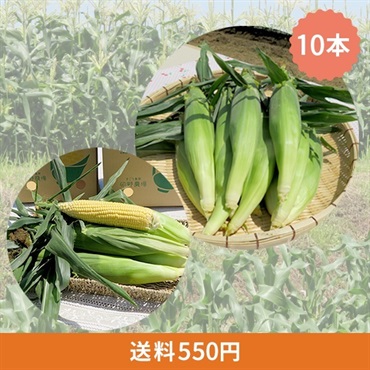 朝採れとうもろこし 10本セット