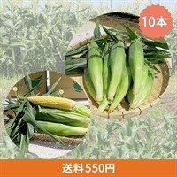 朝採れとうもろこし 10本セット